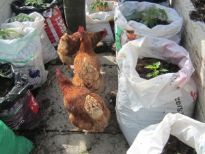 Hens cleaning up in greenhouse.